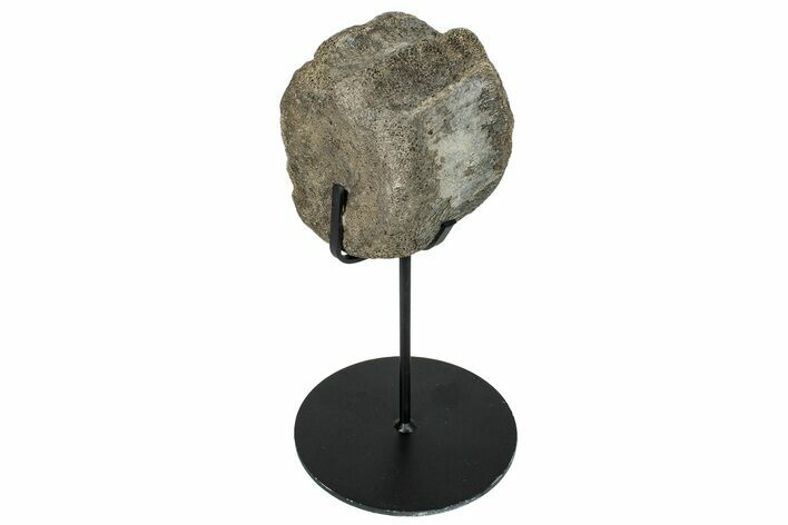 Fossil Hadrosaur Caudal Vertebra w/ Metal Stand - Texas #250261